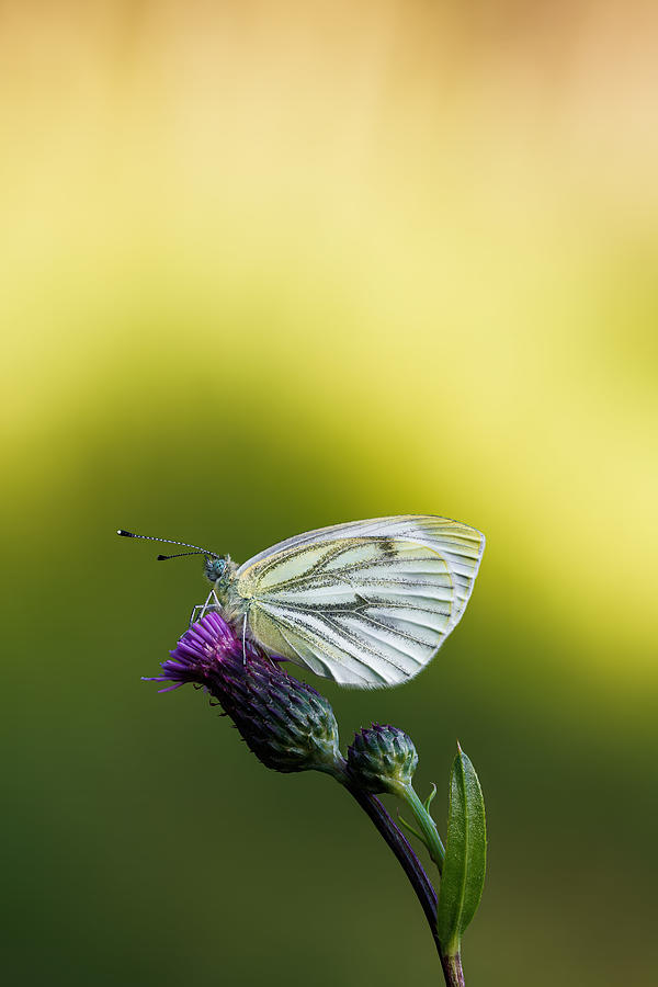 Green-veined White #2 Photograph by Magnus Renmyr
