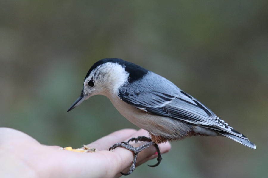 white-breasted-nuthatch-sitta-carolinensis-on-a-hand-feeding-in-the