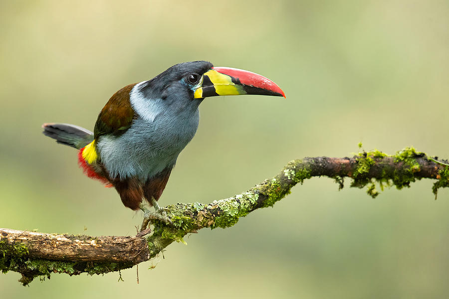 Grey-breasted Mountain Toucan #2 Photograph by Milan Zygmunt