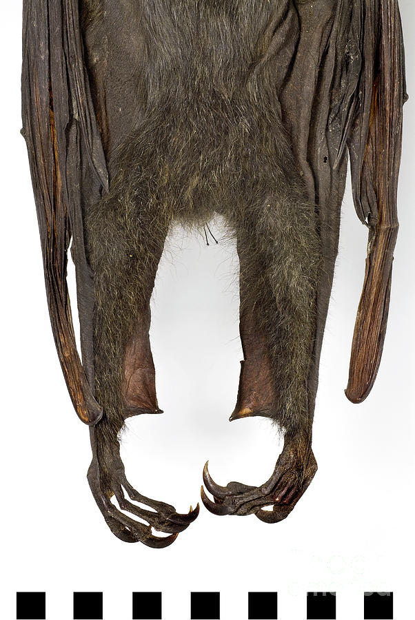 Grey-headed Flying Fox #2 Photograph by Natural History Museum, London/science Photo Library