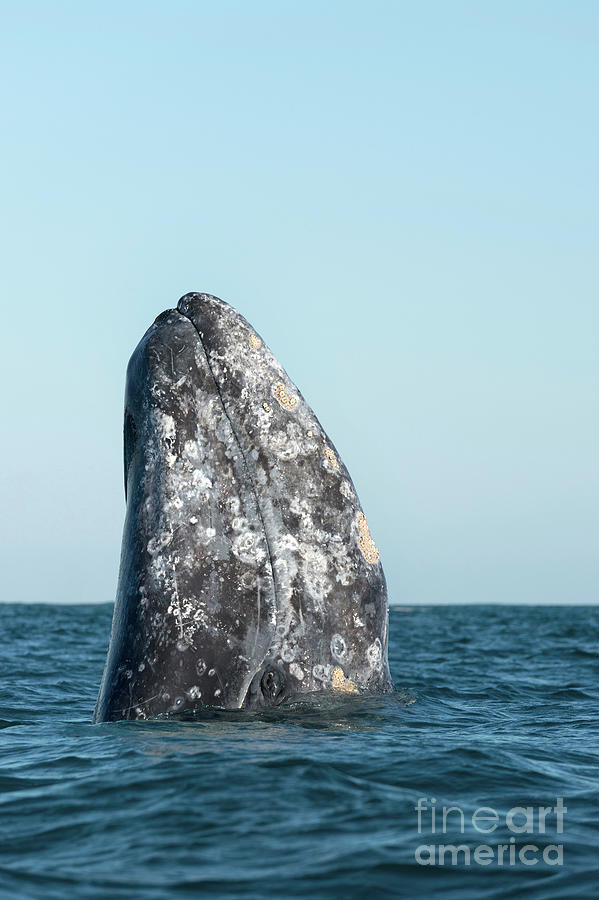 Nature Photograph - Grey Whale Breaching #2 by Christopher Swann/science Photo Library
