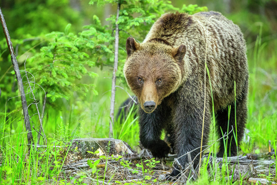 Grizzly Bear In Jasper National Park Photograph by Don White | Pixels