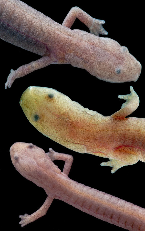 Grotto Salamander, Eurycea Spelaea #2 Photograph by Dante Fenolio