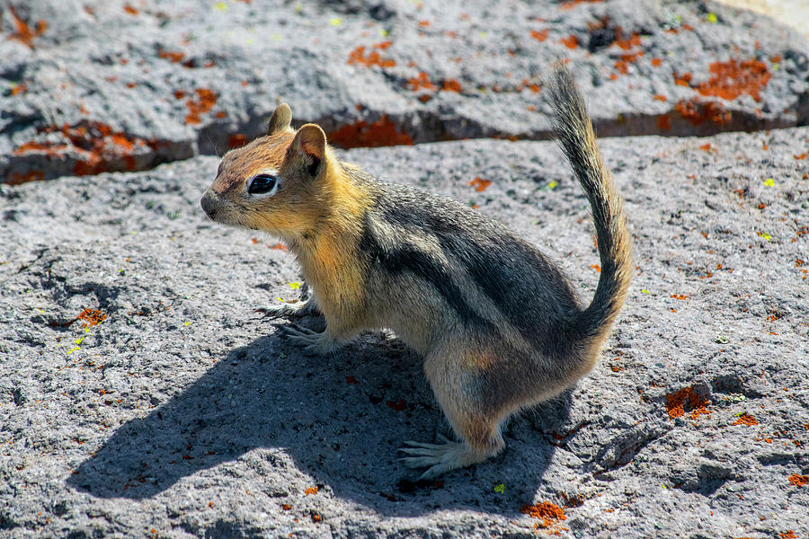 Ground Squirrel #2 Photograph by Frank Wilson