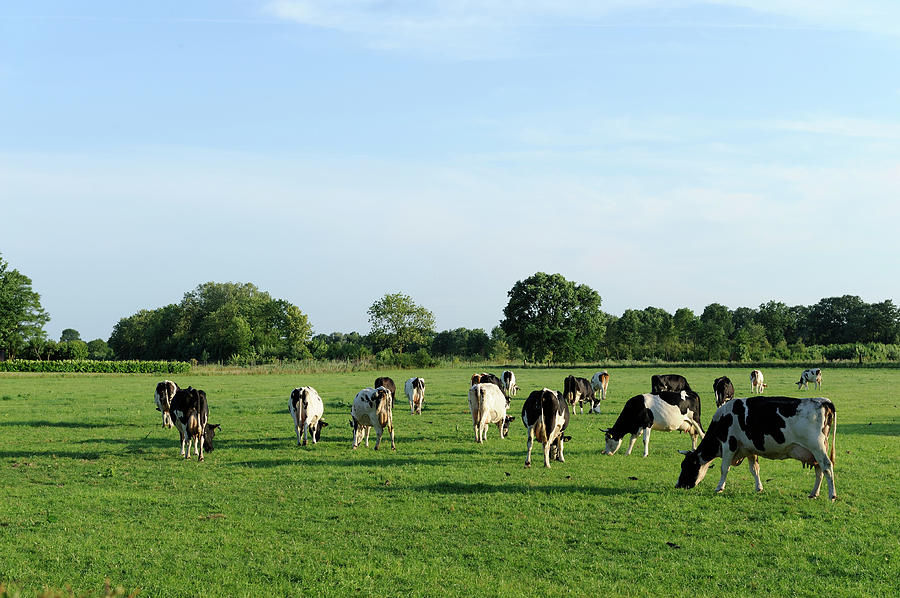 Group Of Holstein Cows In A Meadow by Vliet