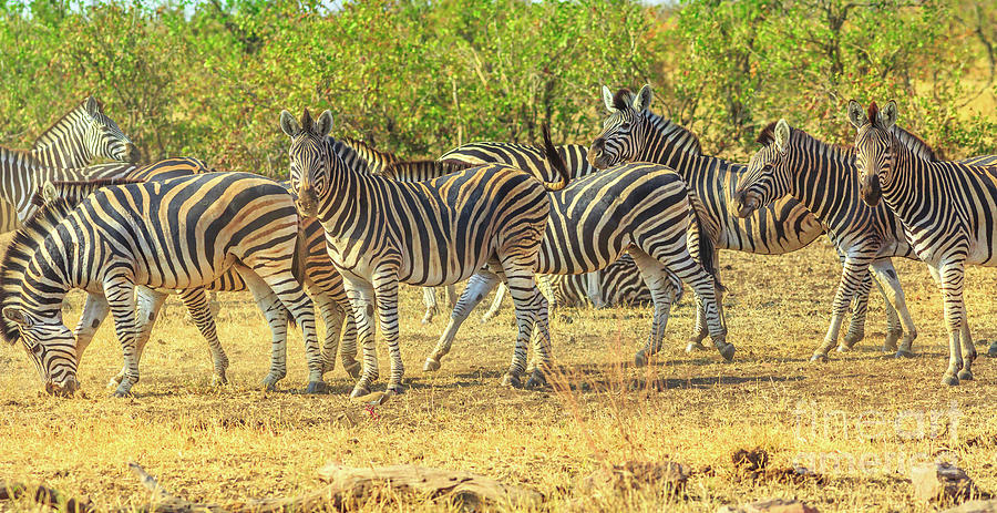Group of zebras lined #2 Photograph by Benny Marty