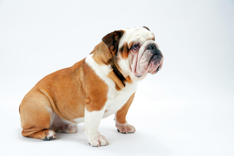 Grumpy British Bulldog #2 Photograph by Seeables Visual Arts