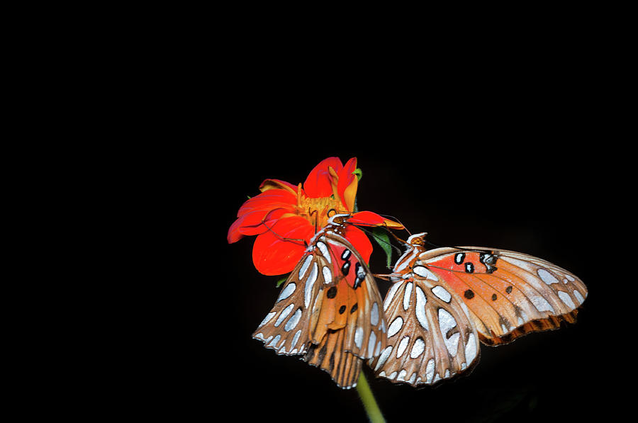 Gulf Fritillary Butterfly #2 Photograph by Jim Mckinley