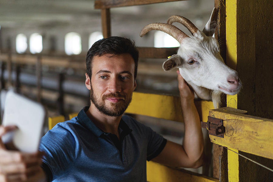 Guy Takes A Selfie On The Phone With A Goat Photograph by Cavan Images ...