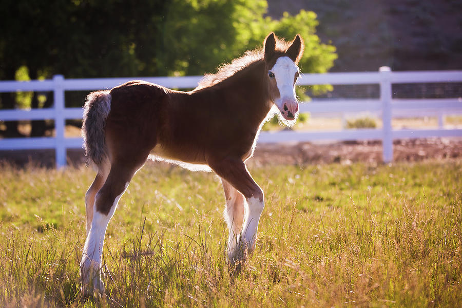 Gypsy Vanner Foal Photograph