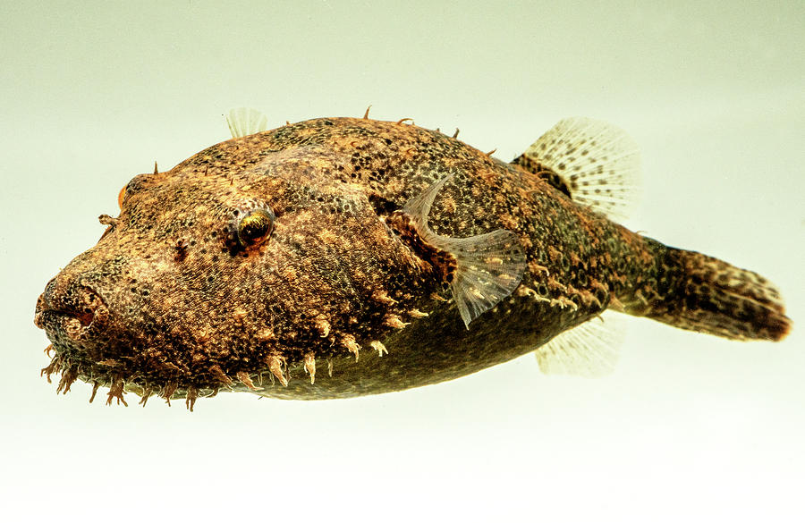 Hairy Pufferfish Tetraodon Baileyi #2 Photograph by Dante Fenolio