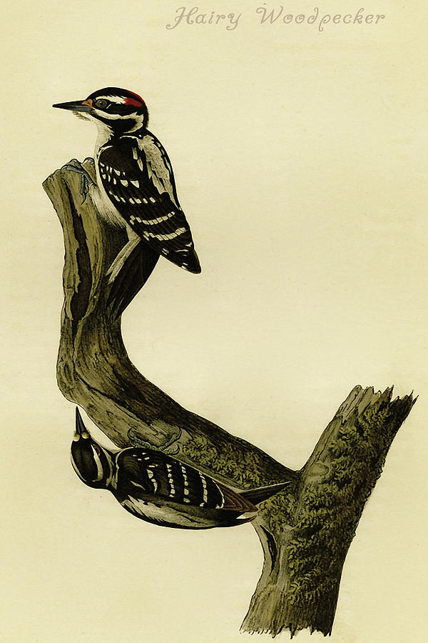 Hairy Woodpecker #2 Painting by John James  Audubon