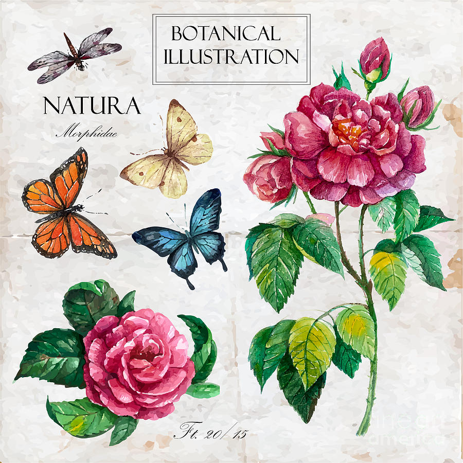Engraving Digital Art - Hand Drawn Botanical Illustration by Yana Fefelova Engraving Digital Art - Hand Drawn Botanical Illustration by Yana Fefelova