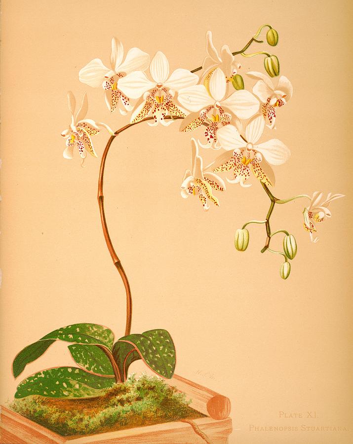 Flower Drawing - Harriet Stewart Miners Botanical #2 by Steeve. E. Flowers.
