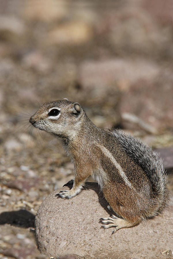 Animal Photograph - Harriss Antelope Squirrel by James Zipp Animal Photograph - Harriss Antelope Squirrel by James Zipp