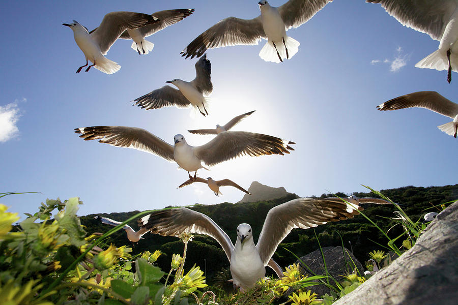 Hartlaubs Gulls Flying Away, Hout Bay #2 Photograph by Heinrich Van Den Berg