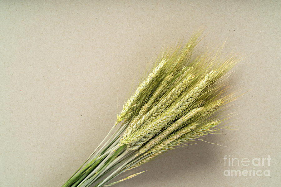 Bread Photograph - Harvested Cereal Ears #2 by Wladimir Bulgar/science Photo Library