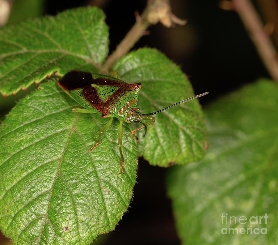 Hawthorn Shield bug by Brian Roscorla Hawthorn Shield bug by Brian Roscorla