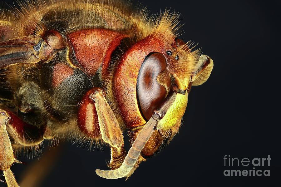 Nature Photograph - Head Of A Hornet #2 by Frank Fox/science Photo Library