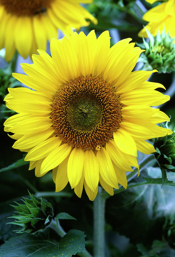 Helianthus Annuus sunflower #2 Photograph by Friedrich Strauss