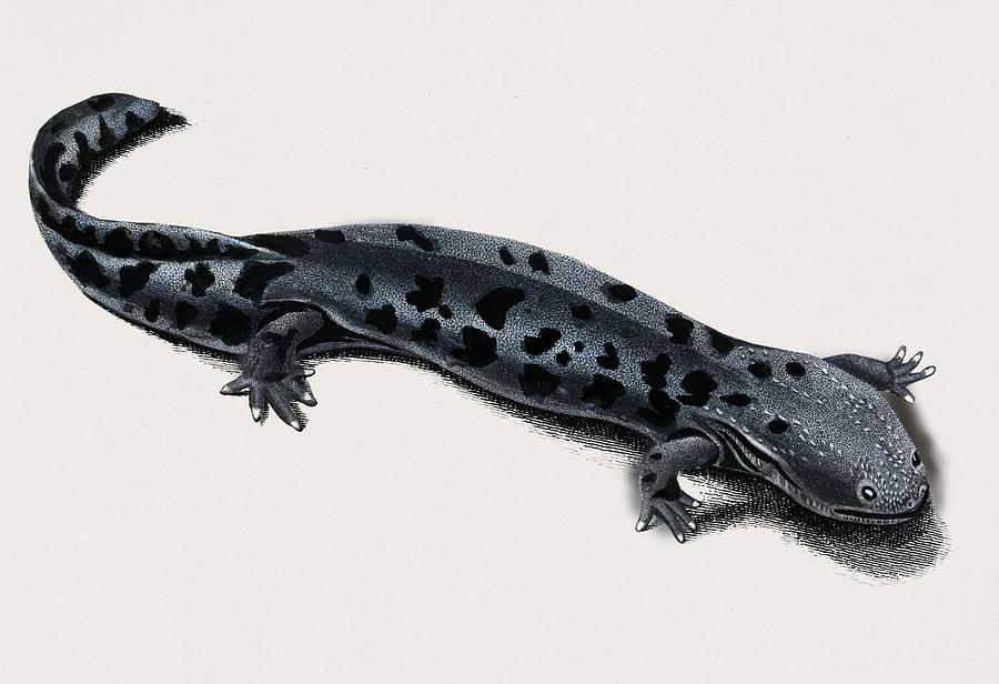 Hellbender Salamander  Cryptobranchus alleganiensis illustrated by Charles Dessalines D Orbigny  1 #2 Painting by Celestial Images