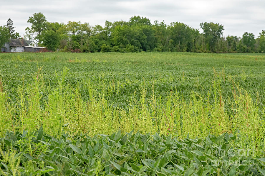 Herbicide-resistant Palmer Amaranth #2 Photograph by Jim West/science Photo Library