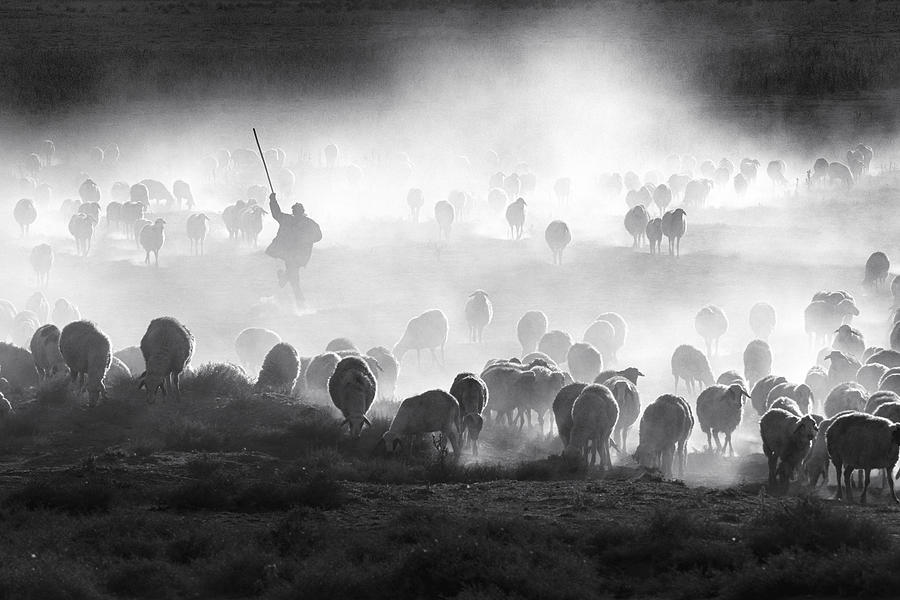 Herd #2 Photograph by Durmusceylan