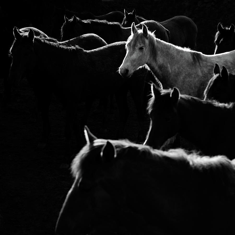 Herd Of Horse #2 Photograph by Okeyphotos