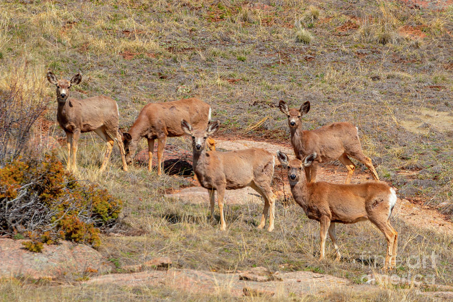 Herd of Mule Deer in the Sun #2 Photograph by Steven Krull