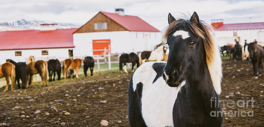 Herd of precious Icelandic horses gathered in a farm. #2 Photograph by Joaquin Corbalan