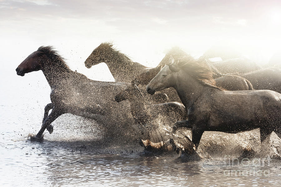 Herd Of Wild Horses Running In Water Photograph by Tunart