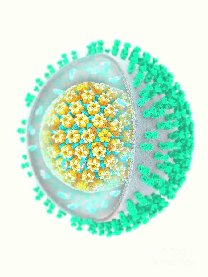 Herpes Simplex Virus #2 Photograph by Ramon Andrade 3dciencia/science Photo Library