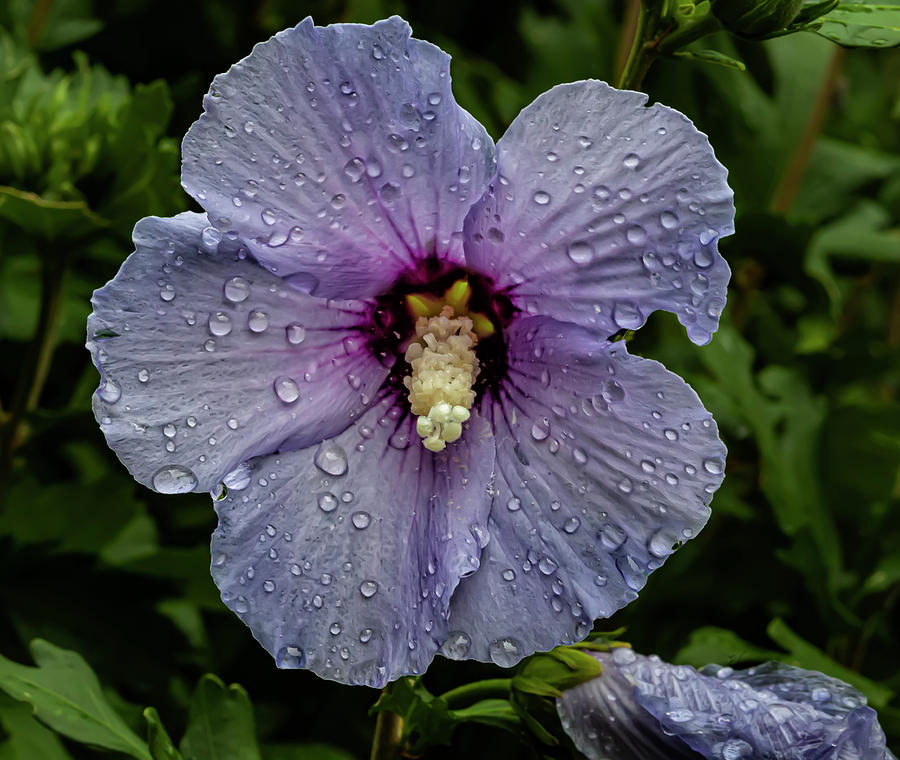 Hibiscus and Raindrops #2 Photograph by Robert Ullmann