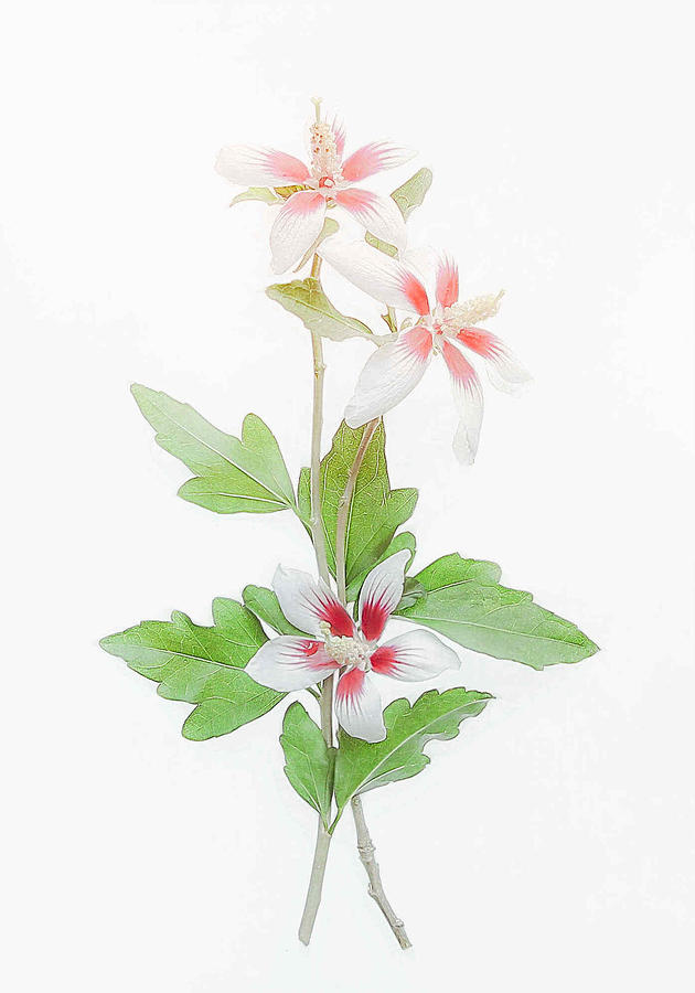Still Life Photograph - Hibiscus #2 by Fangping Zhou