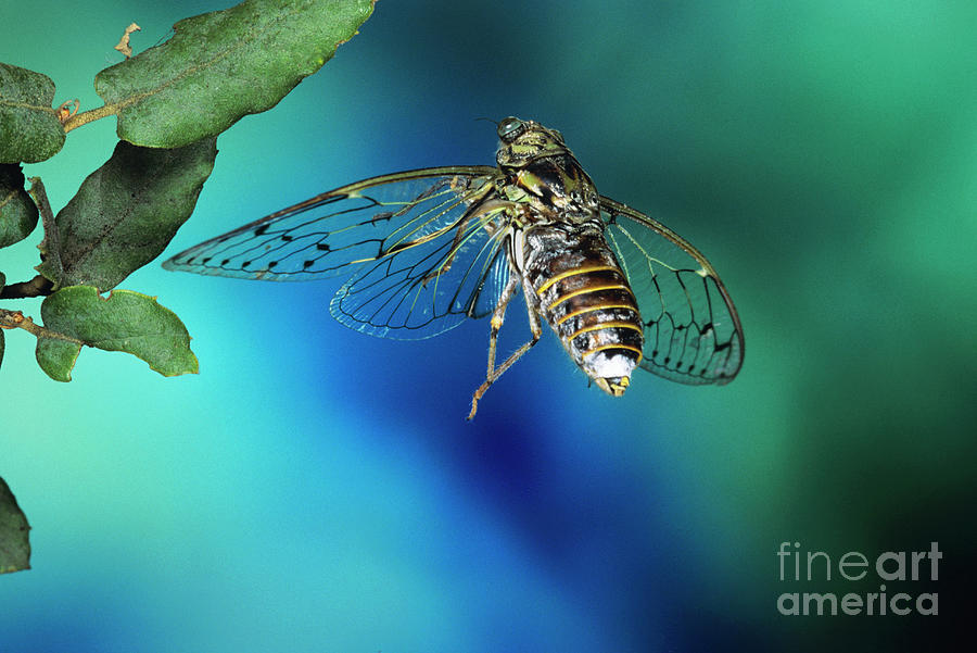 High-speed Photo Of A Cicada In Flight #2 By Dr. John Brackenbury 