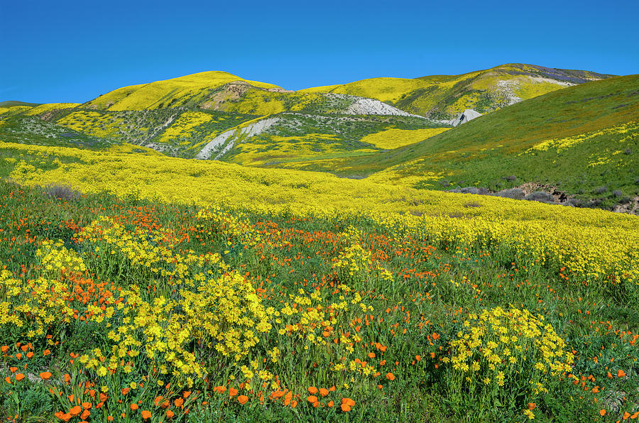 Hillside Daisy, Superbloom, Temblor Range, Carrizo Plain Nm, California #2 Photograph by Tim Fitzharris
