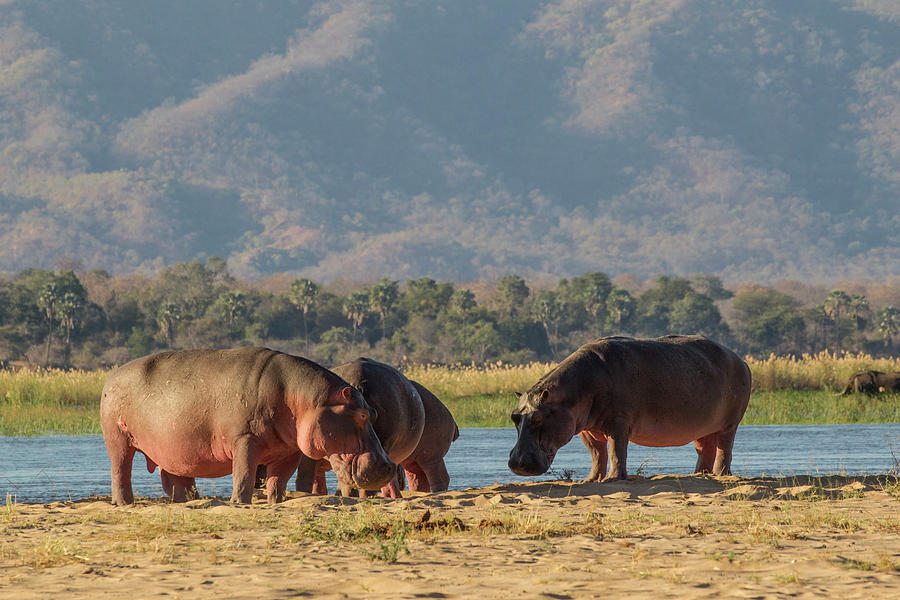 Hippopotamus Hippopotamus Amphibius Mana Pools Zimbabwe Digital Art