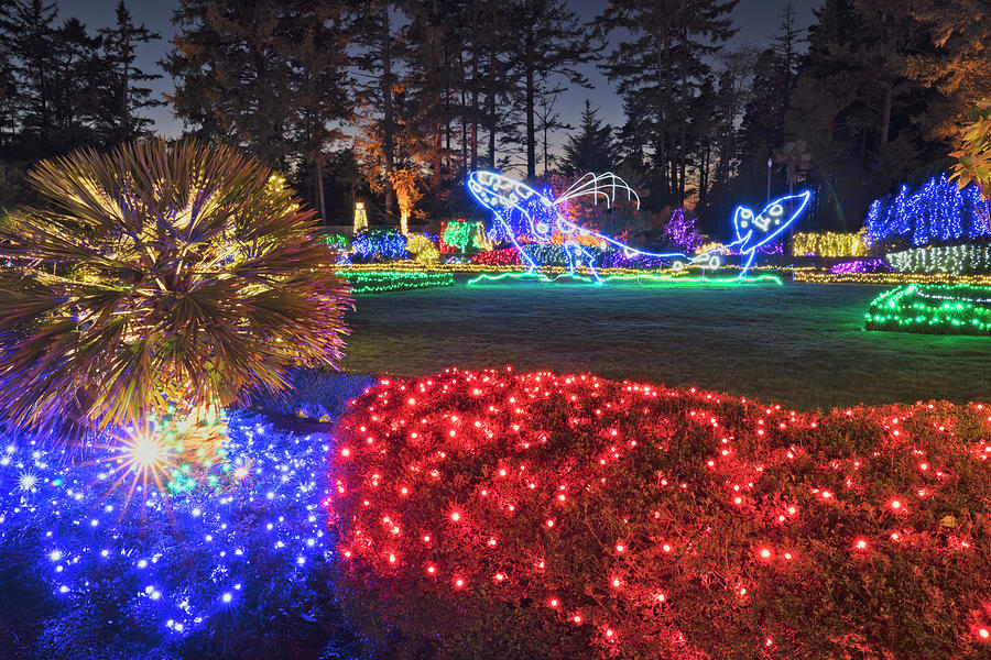 Holiday Lights at Shore Acres State Park. Photograph by Larry Geddis