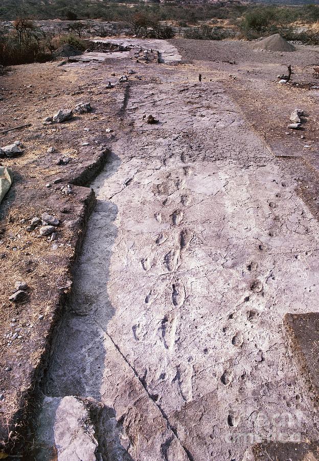 Hominid Footprints #2 Photograph by John Reader/science Photo Library