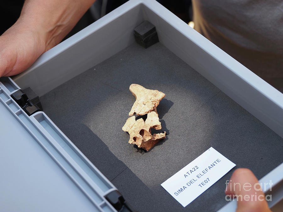 Hominid Jawbone Fragment Found At Sima Del Elefante #2 Photograph by Javier Trueba/msf/science Photo Library