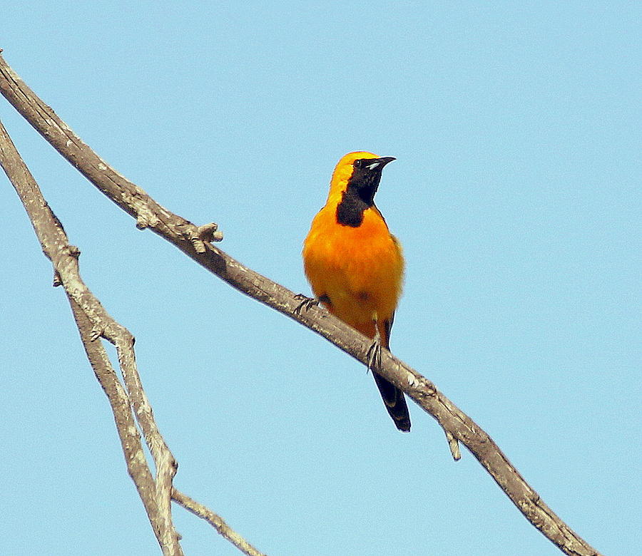 Hooded Oriole Photograph by Rob Wallace Images | Fine Art America