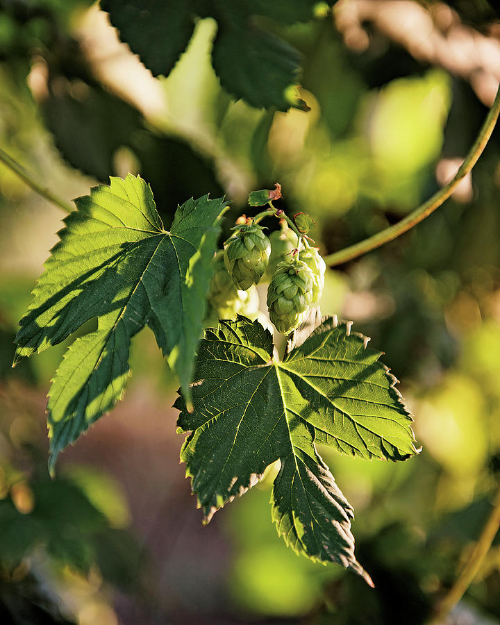 Hops  Basic Ingredient For Making Beer #2 Photograph by Tre Torri