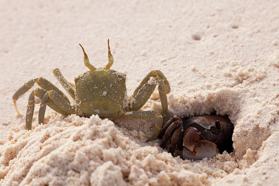 Horned Ghost Crab Ocypode #2 Photograph by Nhpa