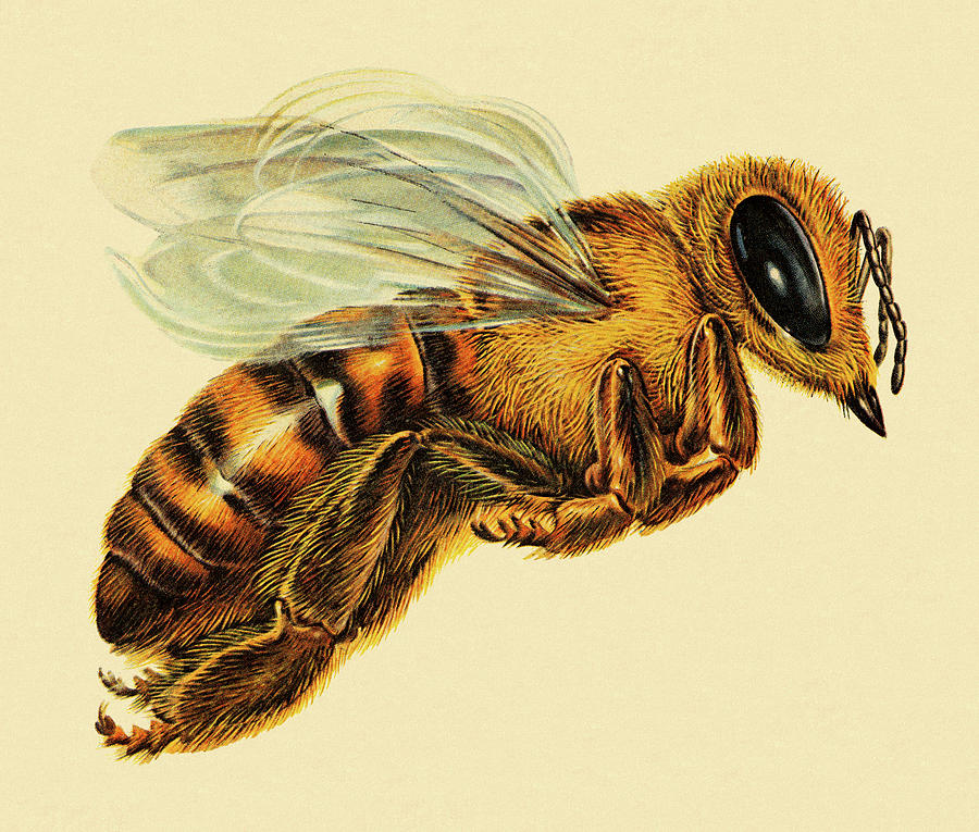 Premium Vector  Illustration of a hornet in a vintage sketch style hand  drawn wasp emblem of a bee hornet pest sting