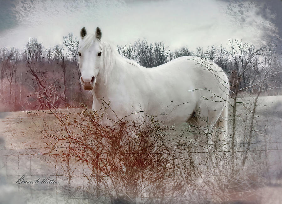 Horse  #2 Photograph by Bonnie Willis