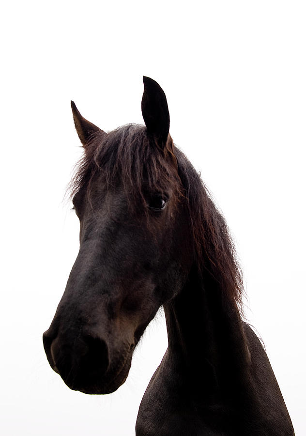 Horse #2 Photograph by Cristina Corduneanu