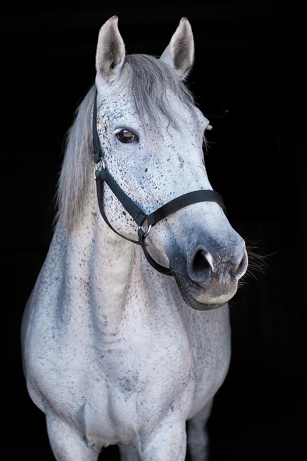 Horse Photograph by Elina Garipova - Fine Art America