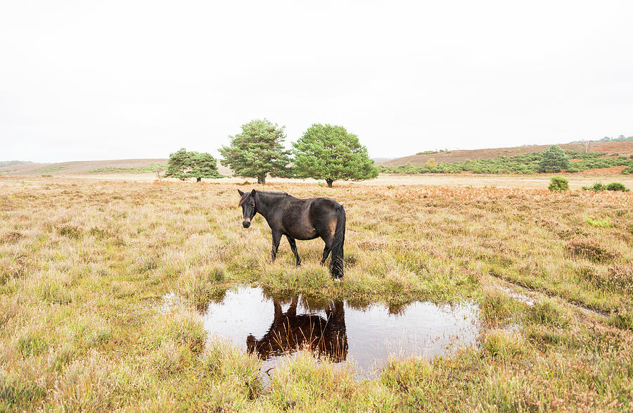 Horse In Field #2 Digital Art by Andrew Lever