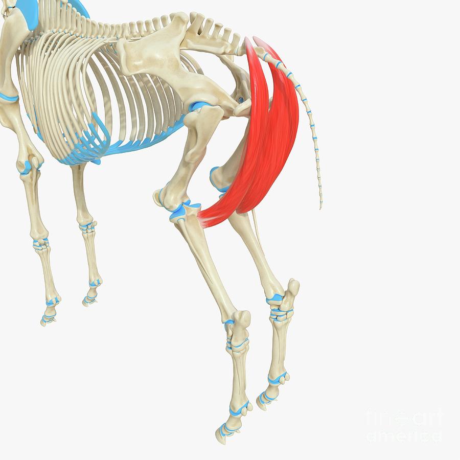 Horse Semimembranosus Muscle Photograph by Sebastian Kaulitzki/science