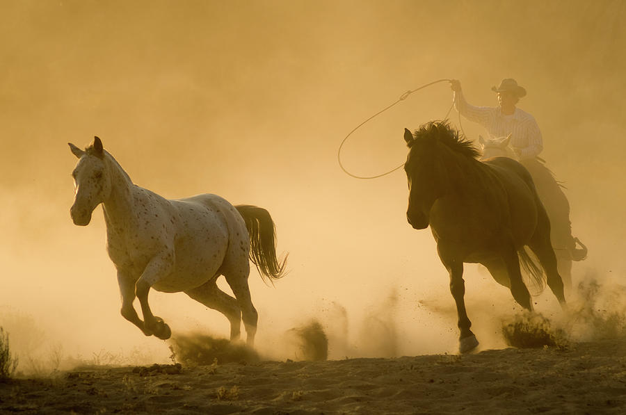 Horses Photograph by Garyalvis Horses Photograph by Garyalvis
